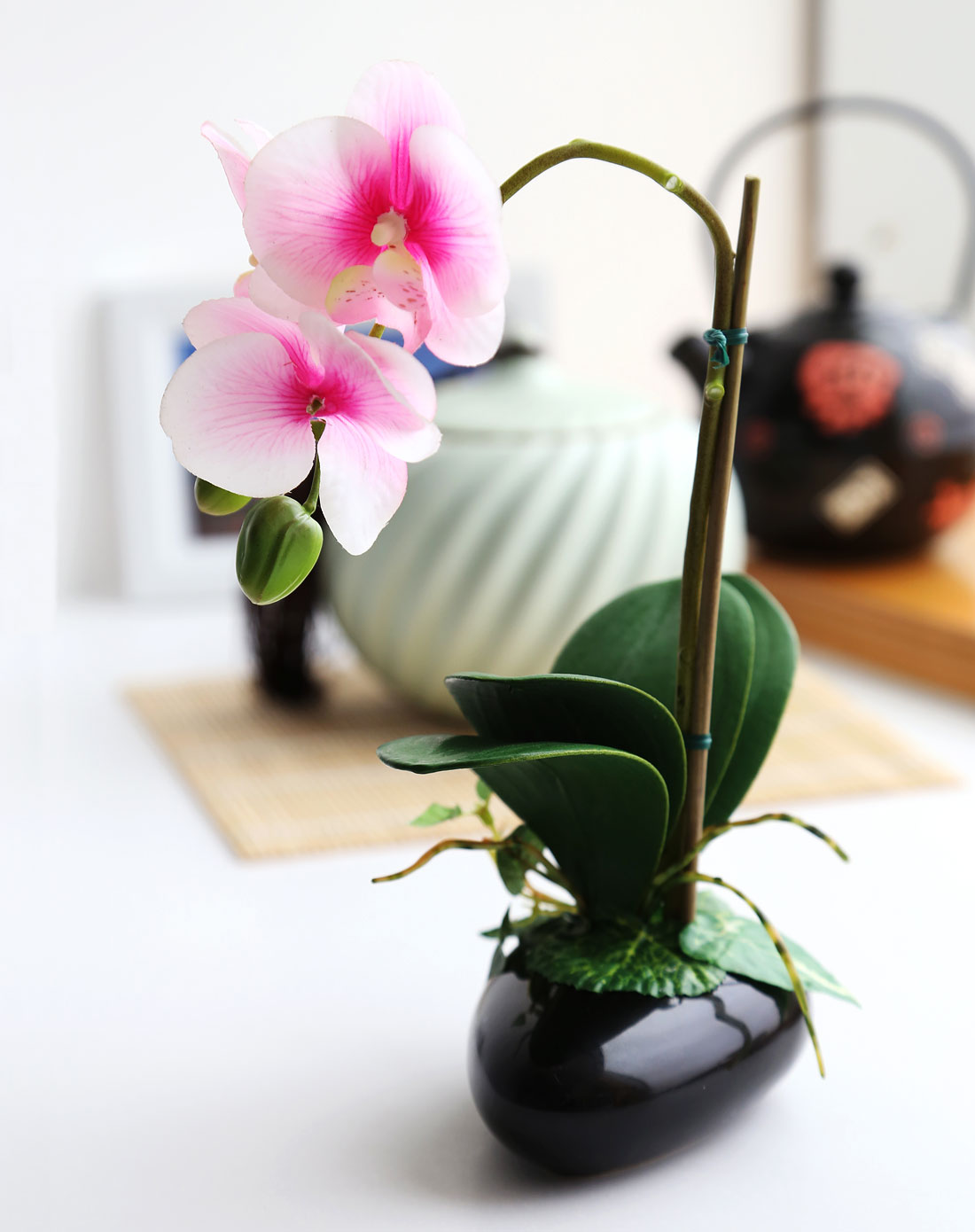 光触媒粉白蝴蝶兰盆景